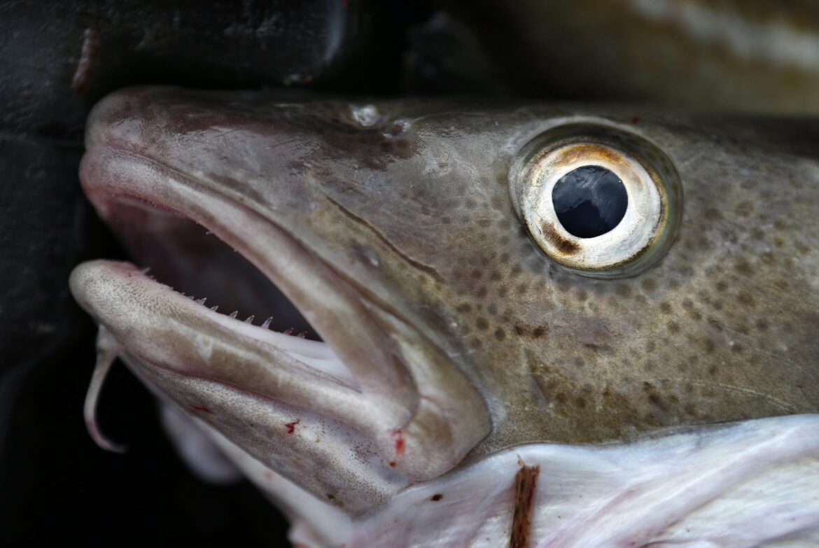 NL-Cod-Fishery 20240702
