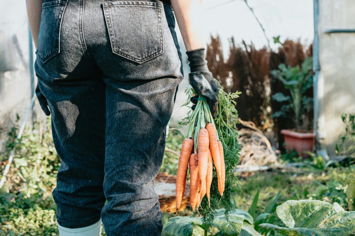 Farmer harvesting carrots