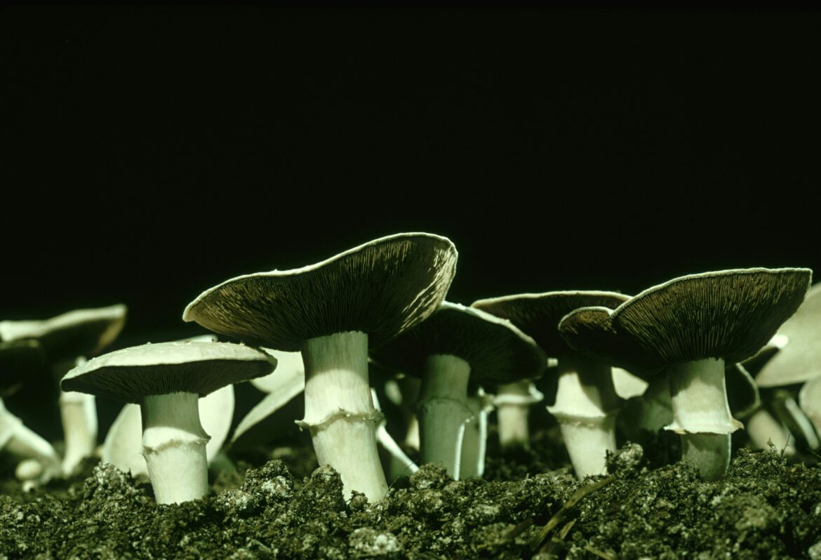 Mushrooms