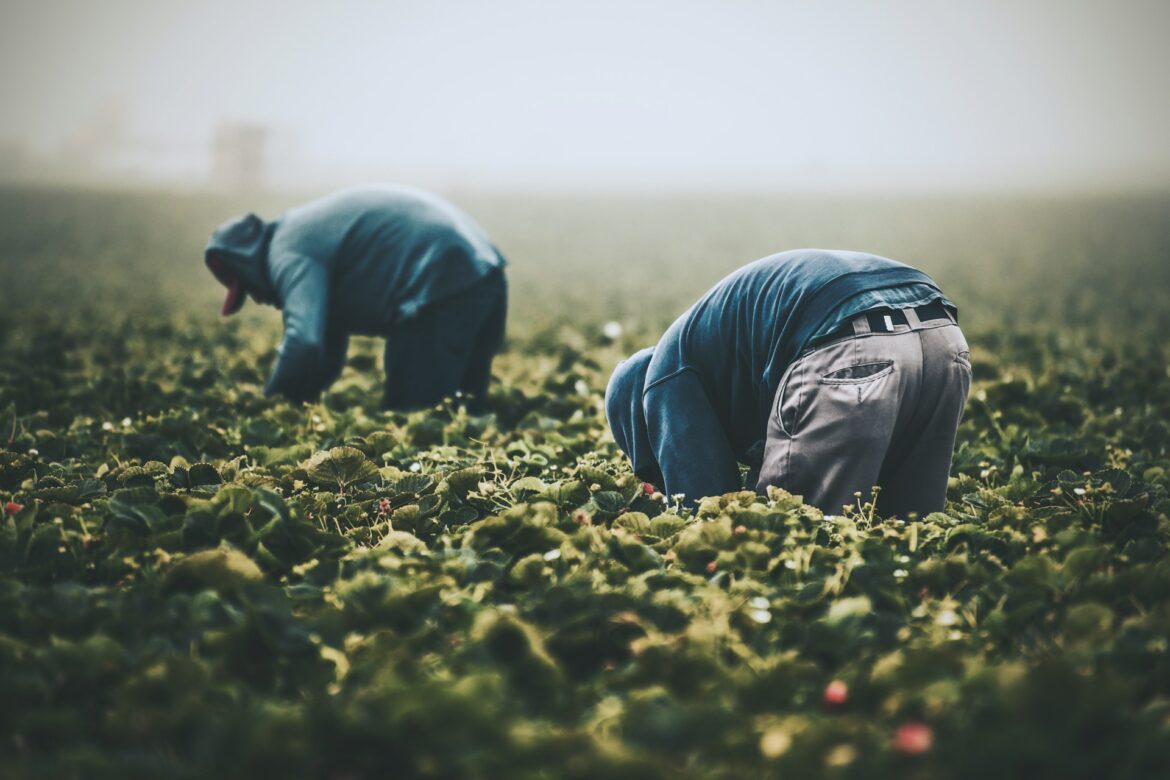 Migrant Farm Workers