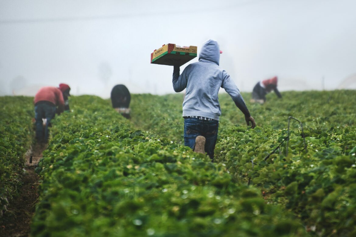 farm workers harvest