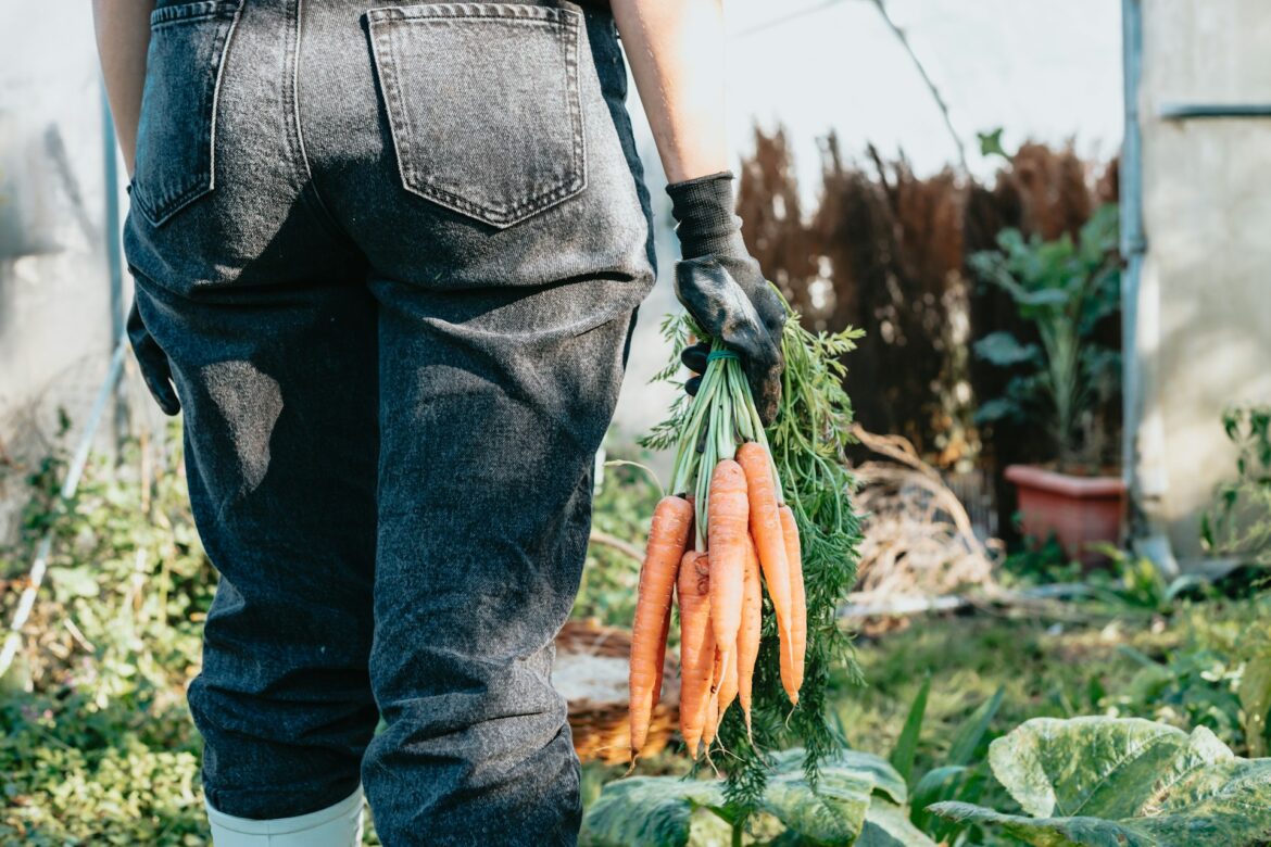 A person holding a bunch of carrots