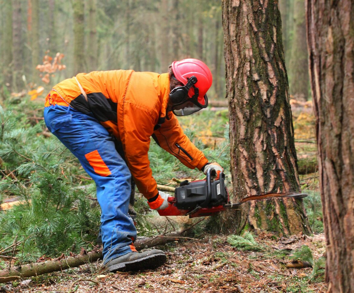 Worker cutting down tree with chainsaw forestry