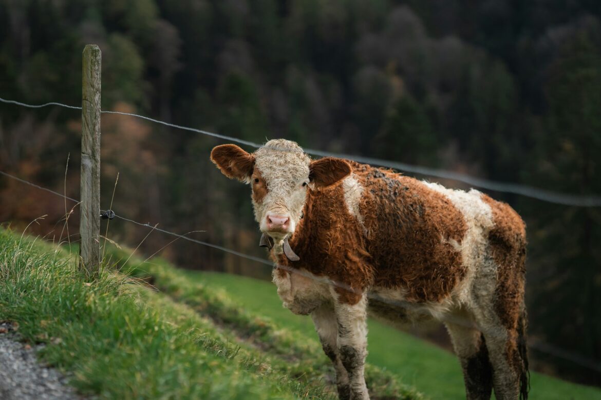 Cow