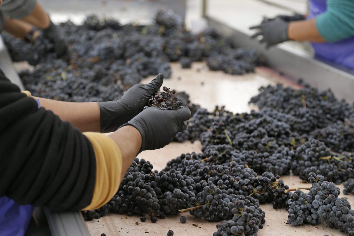 Winery-Penalty-BC 20250107