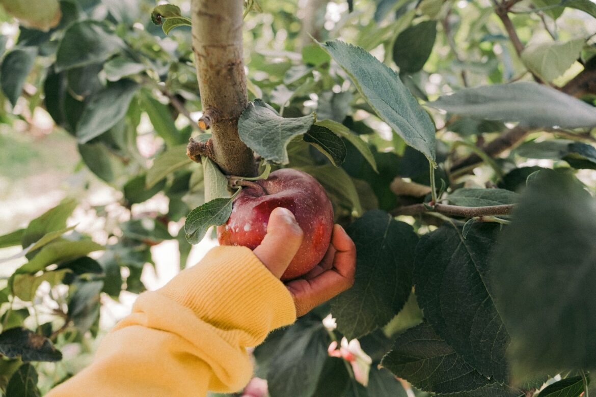 Apple picking