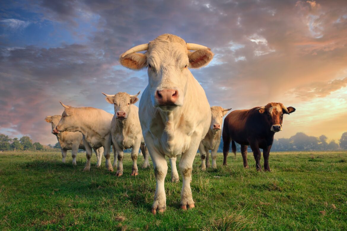 Cows