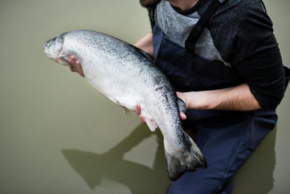 Trout