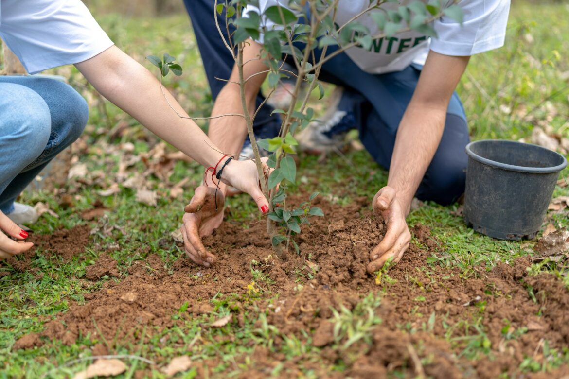 Tree planting