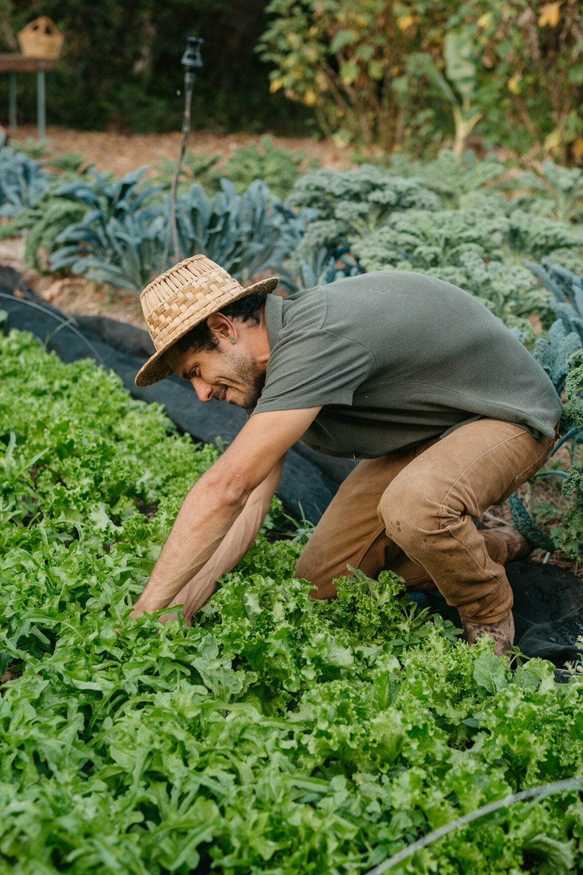 Farmworkers