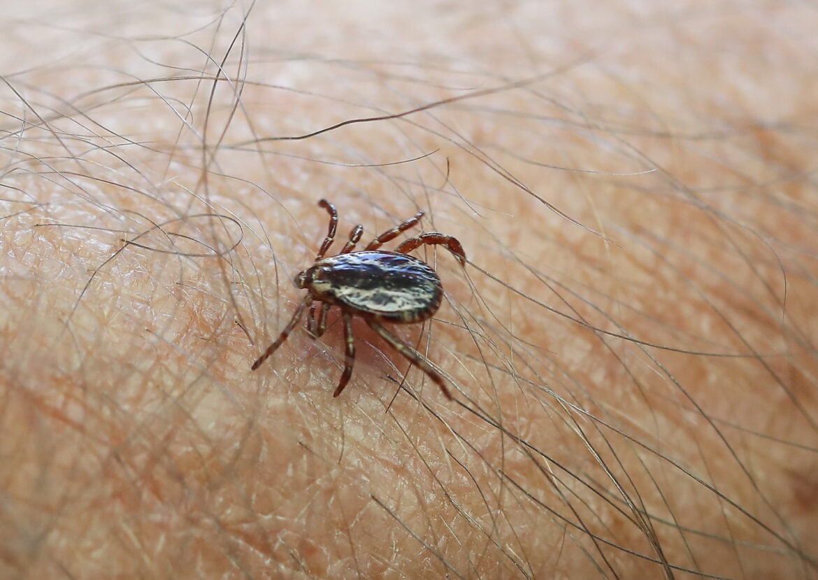 Ticks