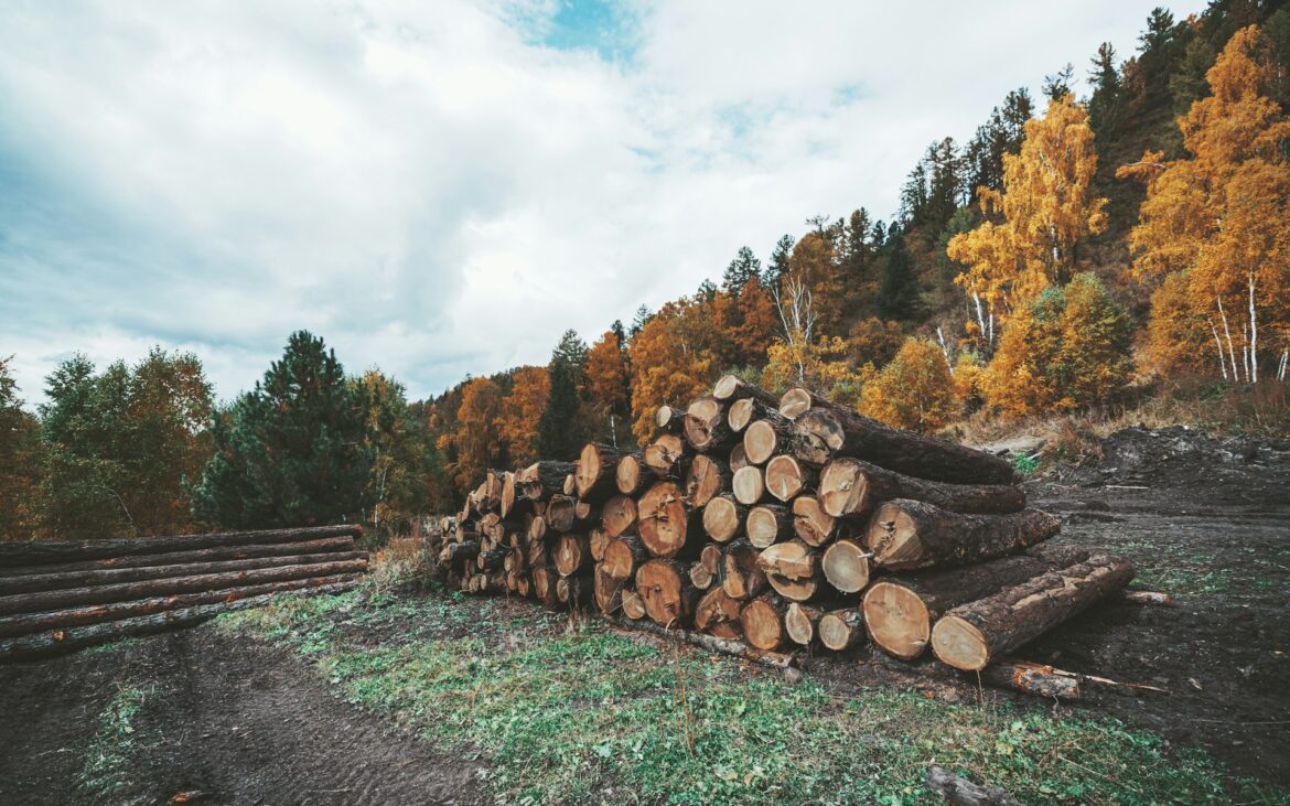 Wood forest forestry