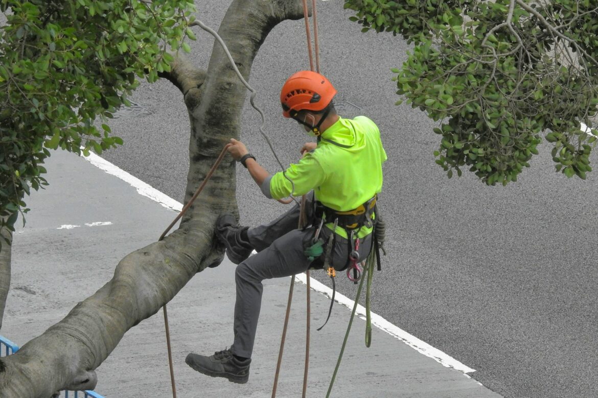 Worker in a tree