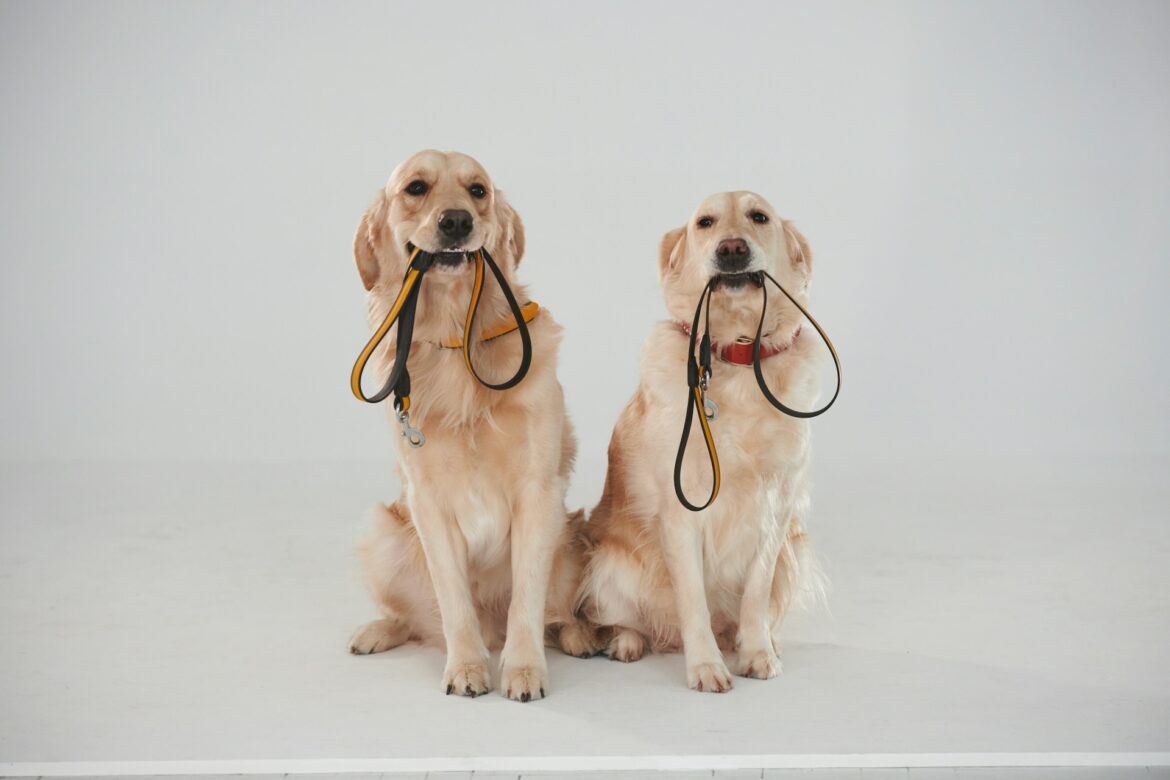 Dogs