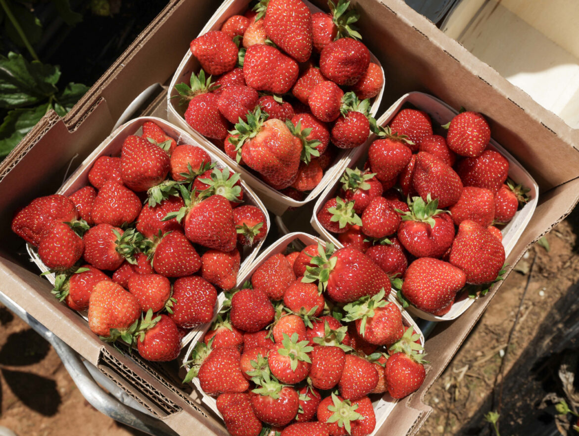 Strawberries