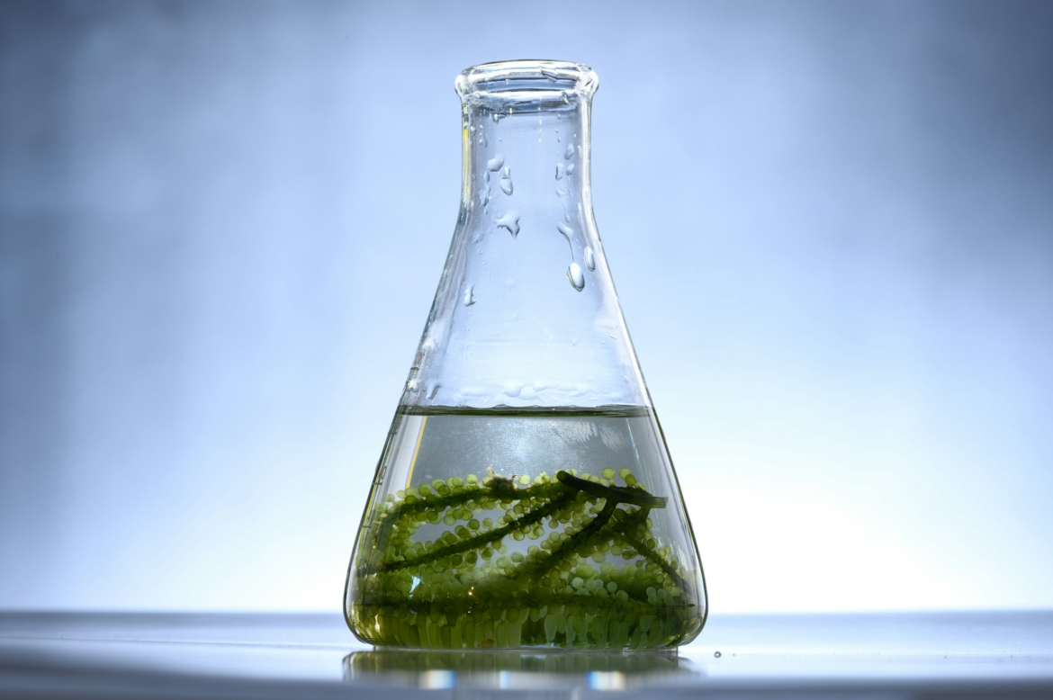 Biofuel
